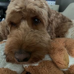 Meet your Posher, Stella